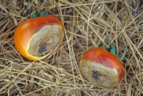 VEGETABLES Blossom-End Rot Though we normally see this condition most commonly on tomatoes as evidenced by a sunken, brown, leathery patch on the bottom of the fruit, this year we are also seeing it