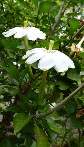 Be it for the sweet perfume of the large petal white flowers,(approximately 8cm diameter), the decorative