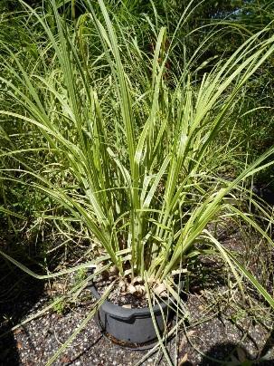 AUTUMN ARRIVALS Cortaderia selloana Aureolineata Previously known as Gold Band this is a stunning ornamental,