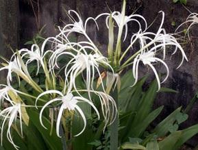 Commonly known as several different names - Spider Lily, Sacred Lily of the