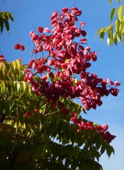 displays clusters of bright pink seed pods at the end of the branches during