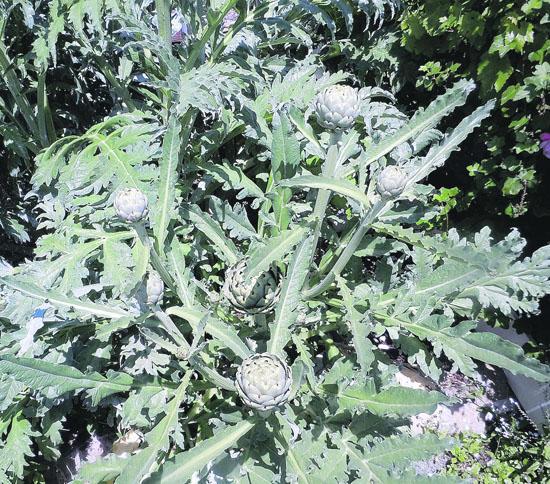 Artichokes require minimal water yet provide a hearty, tasty crop year after year.