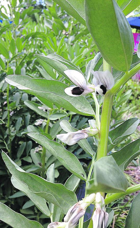 Fava bean blossoms and leaves are edible with a nutty flavor.