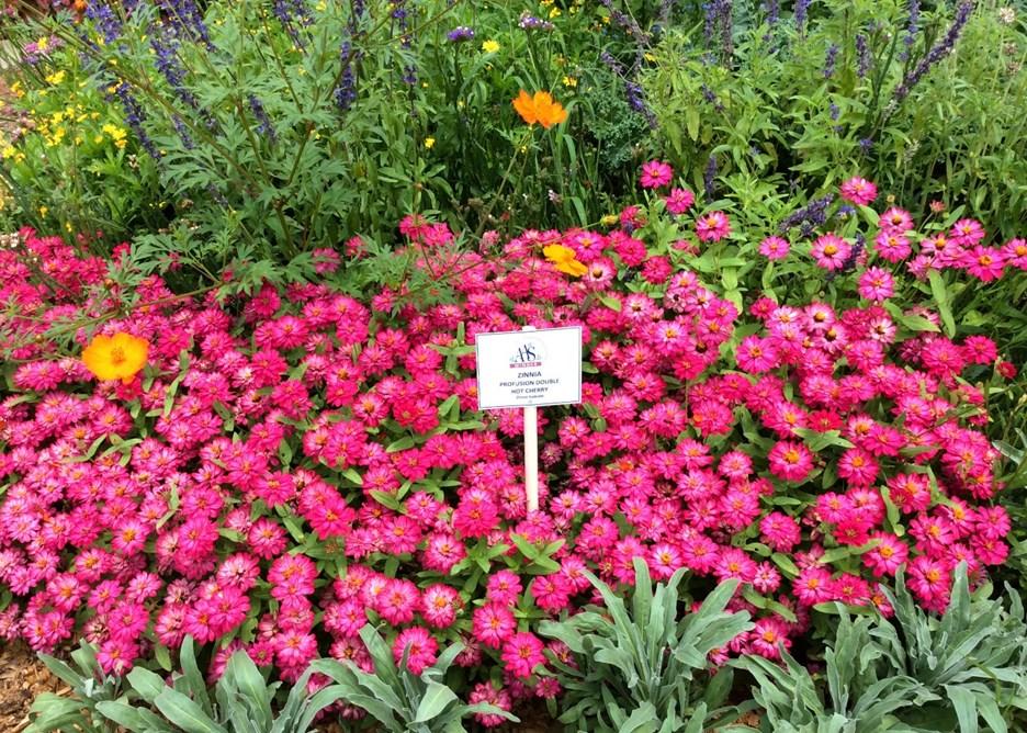 The most recent generation of the Profusion series has produced a much different Zinnia.