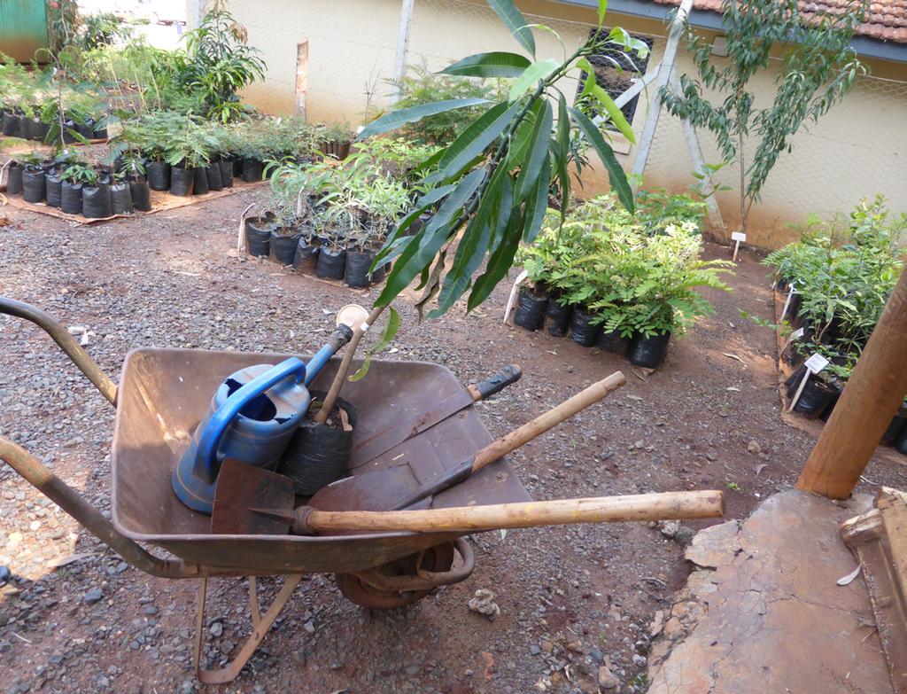 Things to consider before planting a grafted mango seedling; 1.