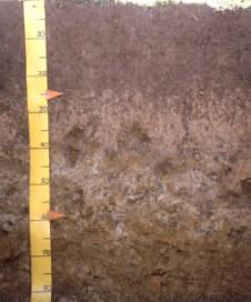 Similar soils Some soils that have similar properties to Sobig soils are: Dipton: shallow soil on intermediate to high terraces Glenure: silty textures throughout the profile Braxton: dominantly deep