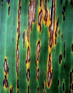 Leaf Spot Disease: Symptoms 1 Yellow or black streaks Small
