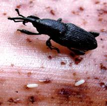 Banana Weevil: Symptoms 1 Weevils are black insects