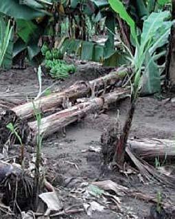 Nematodes: Symptoms Clean root 1 Dead roots