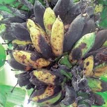 Banana Bacterial Wilt: Symptoms 1 Male bud wilts and fruits ripen
