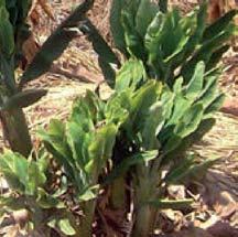 Banana Bunchy Top Disease: Symptoms 1 Narrow upright leaves are bunched Banana