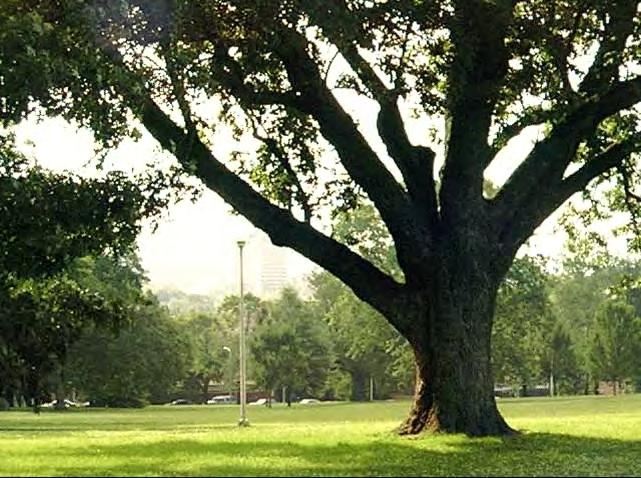 Trees: the original and best green infrastructure!