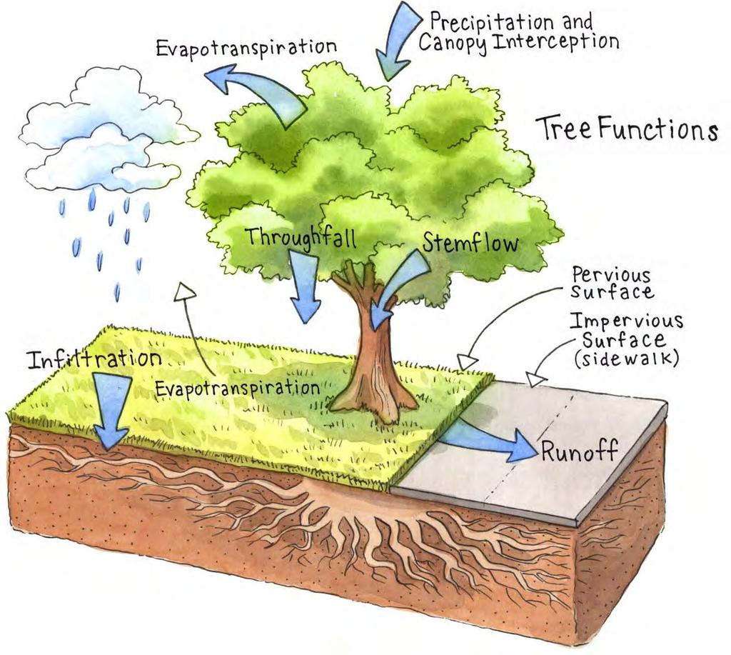 Urban Tree Canopy 20% of annual rainfall or > retained in crown (Xiao