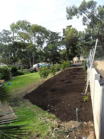 Although they originally wanted trees along their side fence to increase their privacy, Vital Veggies were on the lookout for places to plant more food as well. So we did both!