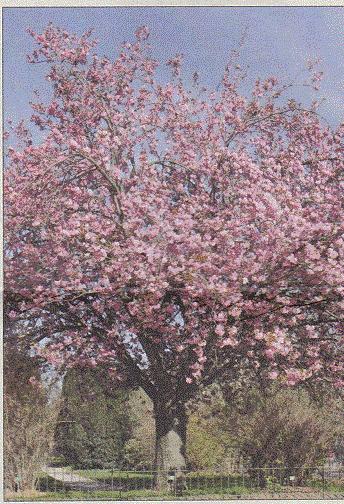 Kanzan Cherry Tree If you re looking for a beautiful flowering tree for your yard consider planting a Kanzan Cherry Tree. Also called Kwanzan cherry, it is named after a mountain in Japan.