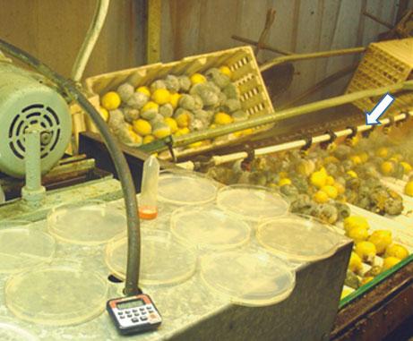 462 J.E. Adaskaveg and H. Förster Fig. 28.3 Plate technique for spore air sampling as fruits with high decay incidence are conveyed in bins from storage rooms for packing and shipping to markets.