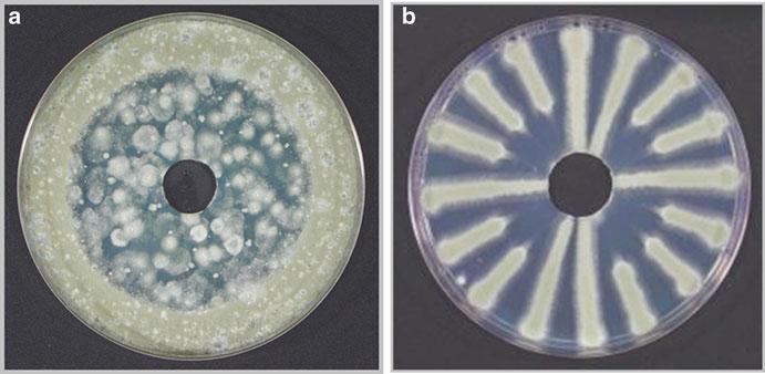 28 Resistance in Postharvest Pathogens of Citrus in the United States 463 Fig. 28.4 Monitoring methods for fungicide sensitivity in populations of Penicillium digitatum.