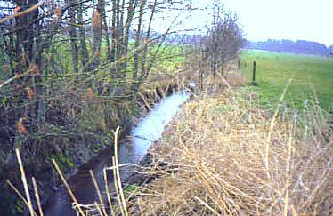 Bank Re-Vegetation The planting of cuttings or seedlings along the banks and adjacent to a ditch can significantly reduce the erosive capability of water flow and stabilize stream banks in a natural