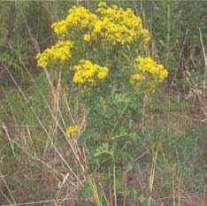 It is a native plant and over 200 species of insect and other invertebrates have been found on common ragwort in the UK. The flowers are among the most frequently visited by butterflies in Britain.