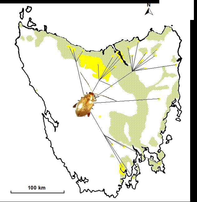 Estimated distribution (by autumn 2006) of the ragwort flea beetle, Longitarsus