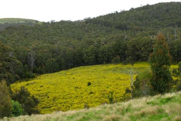 BIOLOGICAL CONTROL OF CAPE BROOM, Genista monspessulana In Tasmania it invades disturbed bushland and poorly managed
