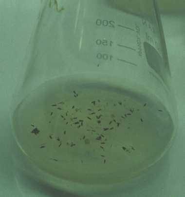Selection of salt tolerance genotypes from doubled haploids in rice 35 In the medium for callus formation, the percentage of callus products is varied from 0.56 to 1.