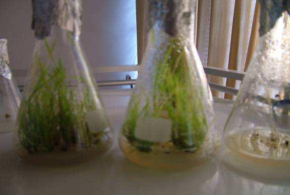 A 2 generation transplanting Anther-culture-derived lines from test tube plantlets were cultivated in cluster in pots and divided into single seedlings for transplanting in the greenhouse.