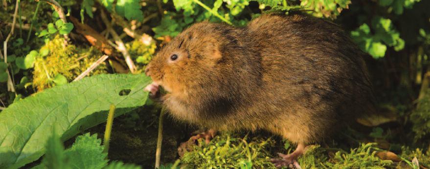 Changes in land use and management have resulted in loss and fragmentation of water vole habitat which has led to the loss of colonies, isolation of remaining populations and an increased