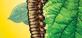 Controls Worms & Caterpillars on Fruits, Vegetables,