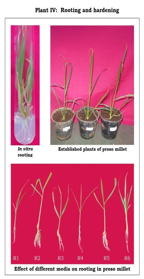 Effect of growth regulators on number of plantlet regenerated per callus Mature embryo explants tried for different levels of BAP and Kinetin showed variability for plantlets production per callus