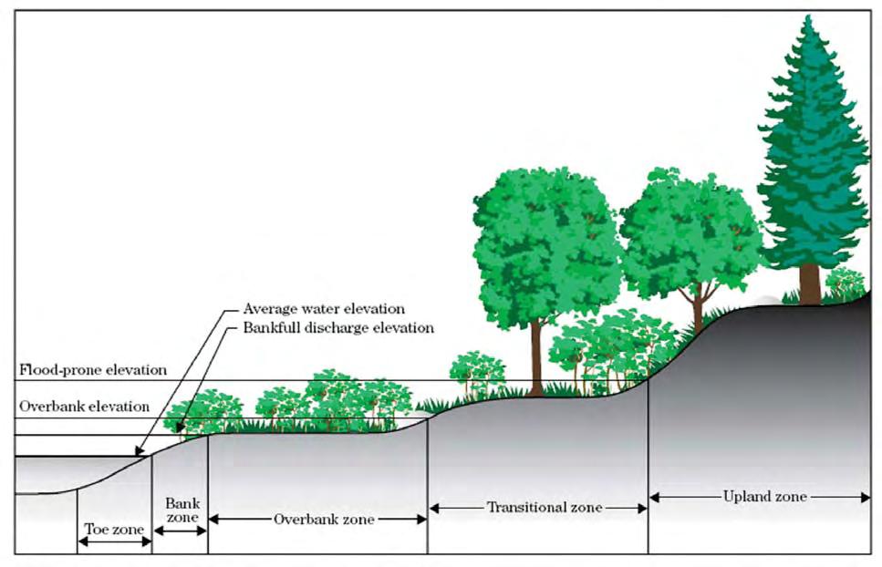 Figure 6.72a Plants for soil bioengineering Consult local expertise and guidelines when selecting the appropriate plant material.