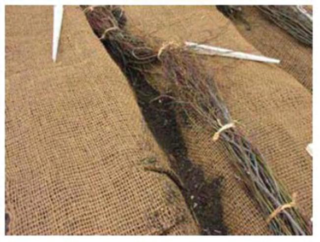 6 Figure 6.72c Combining fascines and fabric Materials nongalvanized wire on soil conditions saw Installation harvested and fabricated. Leave side branches intact. feet.