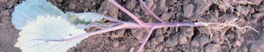 SeedBeds:Bare*Root,Field*grownBrassicaTransplantProduction Bare&roottransplantsgrowninoutdoorseedbedscanbeamoneyandlaborsavingoptionforvegetable growers.