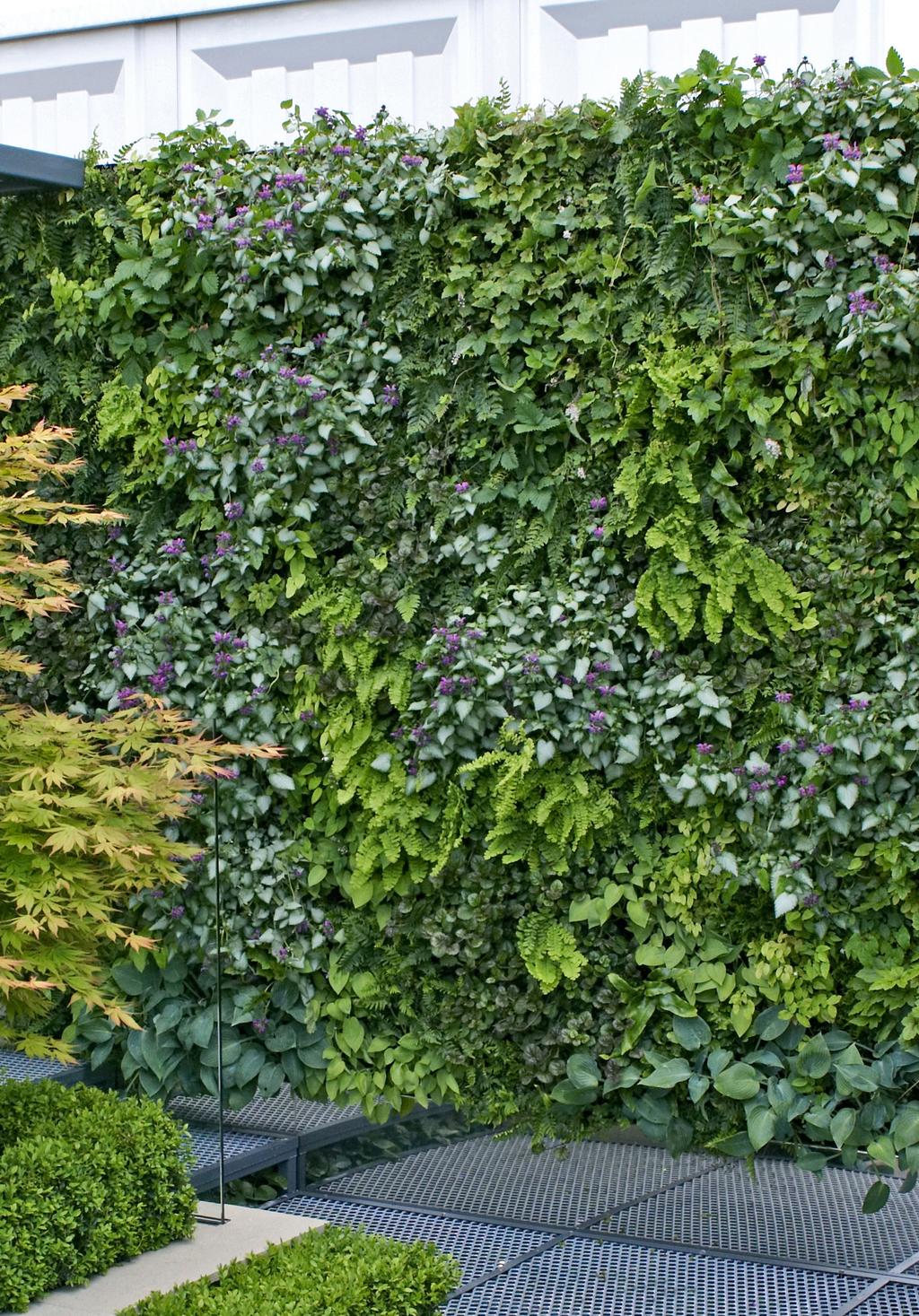 GREEN WALL SOLUTIONS FOR HOMES AND OFFICES AND PUBLIC SPACES. Our products are designed to bring attractive decorative green features to your working and living spaces.