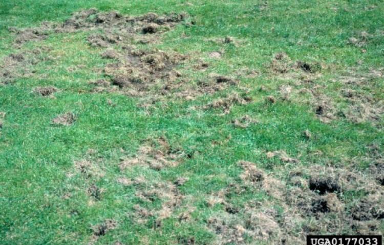 ... Do you have soil disruption that happens overnight in late winter, early spring? Are there small holes in the grass with loosened soil around?