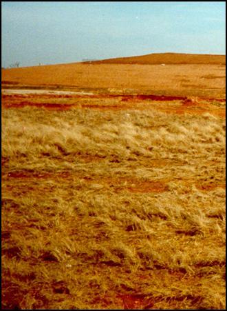 Vegetation Based on previous studies of grassland sites in arid northern Colorado Warm and cool season grasses Leaf Area Indices (LAI) Knight 1973