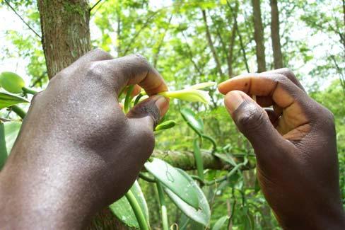 7. Flowering and Pollination Vanilla vines are expected to flower 2 to 3 years after planting but some take up to 4 years, depending on the size of the materials at planting and the maintenance of