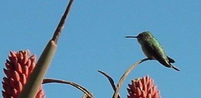 One of the many benefits of having aloes growing in our gardens is that they attract all species of hummingbirds.