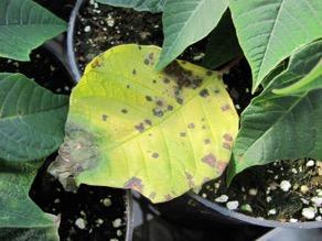 Prevention of Xanthomonas leaf spot on poinsettia Treatment Water Noninoculated Rate/ 100 gal.