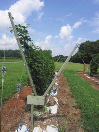 (Continued from page 2) Figure 2. V-Trellis used with floricane raspberries and thornless blackberries.