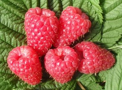 Highlights from the raspberry breeding programme Nikki Jennings Mylnefield Research