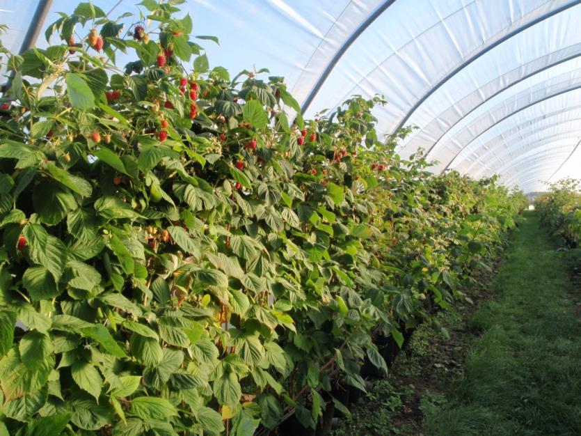 Primocane types at James Hutton Crossing since 2009 Polytunnel dedicated to primocane types Early season Fruit quality Spinefree Easy plugged Fruit