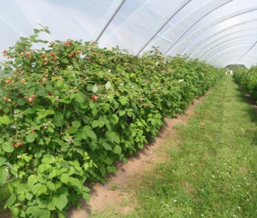 Current breeding objectives Raspberry Breeding Consortium 2014-2019 Scottish Government, HDC, SSCR and industry