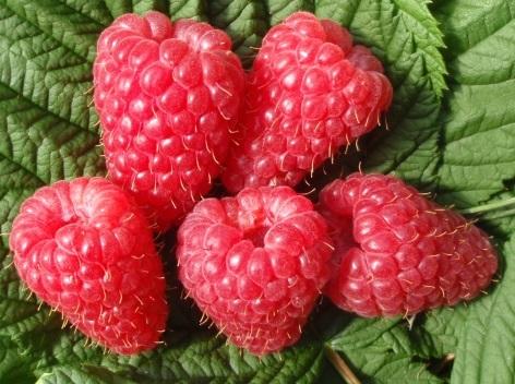 Floricane selections identified in 2014 0658E-1 Early, large and productive Sweet, fruity, juicy, raspberry and elderflower Scored highly in taste panels in 2014 Tesco scored as