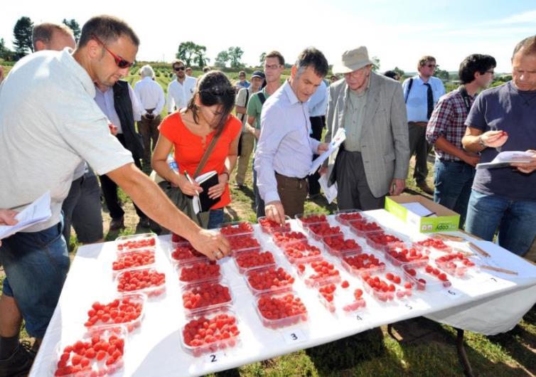 Fruit season 2015 Fruit of the floricane selections available around the UK in 2015: JHI Breeding trials, Invergowrie HDC floricane raspberry trial (SF41d),