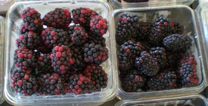 Quality Primocane-Fruiting Blackberry: Primocane-fruiting varieties not up to floricane-fruiting