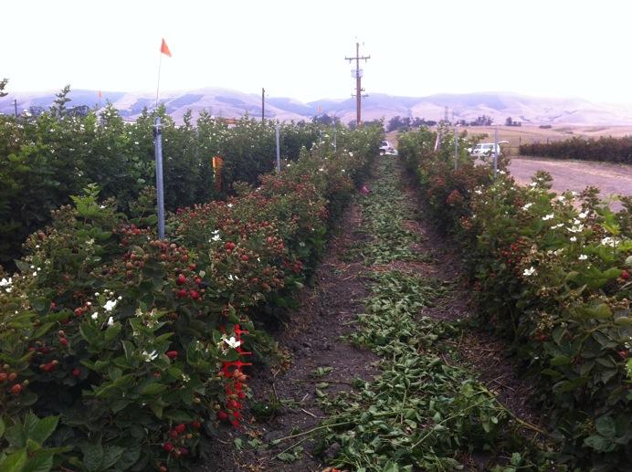 Results: Pruning trials with PrimeArk-45 San Luis Obispo Co.
