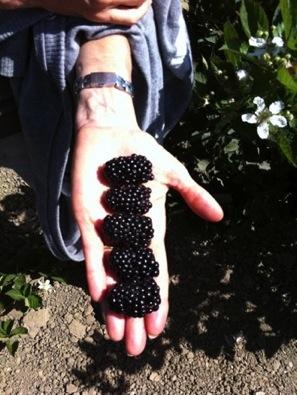 Total marketable blackberry yield following different mow-down times January mow March