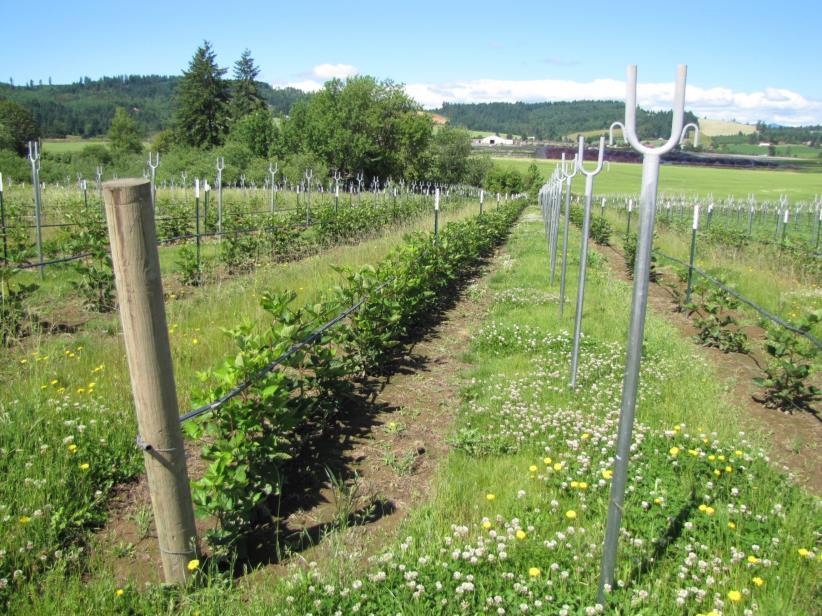 Pruning and training Single crop Most common cropping system for primocanefruiting blackberry