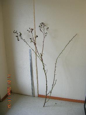 branch length = 2.5 ft Avg.